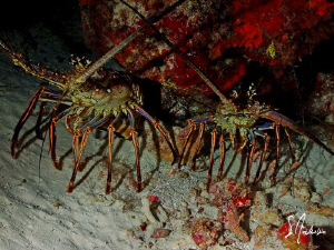 Two of a kind..... This image was taken in Cozumel by Steven Anderson 